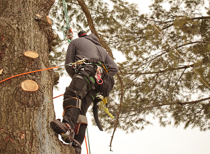 Rocky Mountain Tree Service employee trimming a tree