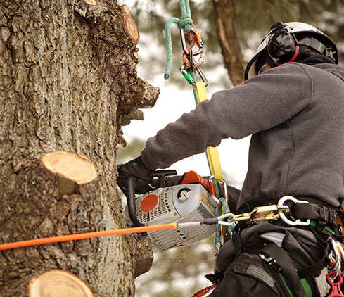 Rocky Mountain Tree Service employee cutting a tree down