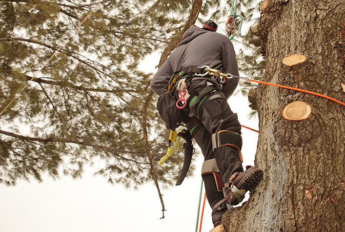 Rocky Mountain Tree Service employee trimming a tree