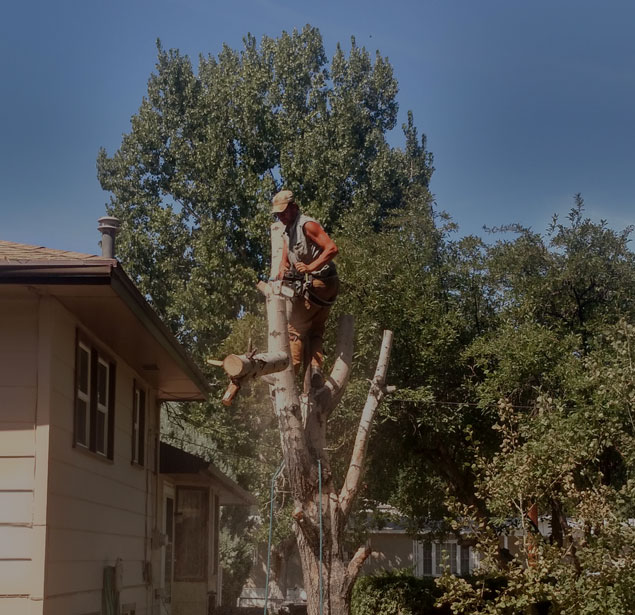 Rocky Mountain Tree Service: Tree trimming in Worland, Greybull and Lovell
