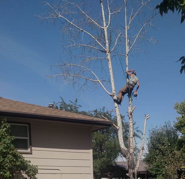 Rocky Mountain Tree Service: Tree services in Worland, Greybull and Lovell