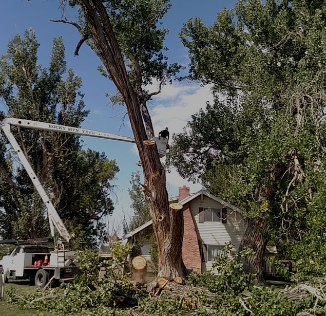 Rocky Mountain Tree Service: Tree pruning in Worland, Greybull and Lovell
